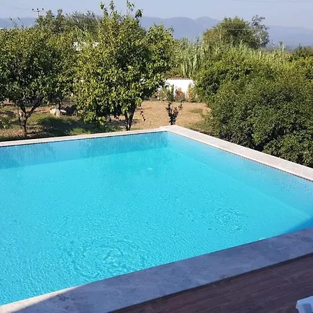 Mandarin Koycegiz (Mugla)